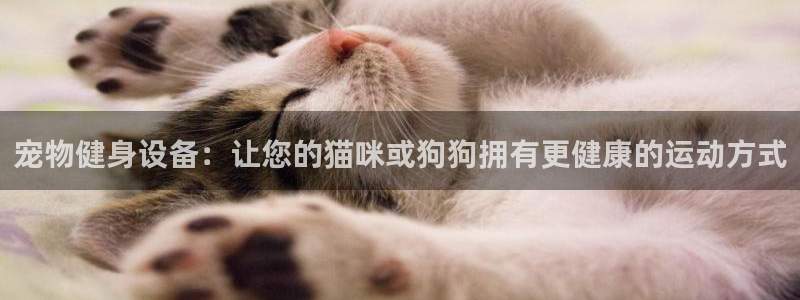 凯捷体育开户：宠物健身设备：让您的猫咪或狗狗拥有更健